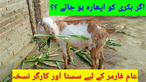 Useful Treatment of Bloating in goats | Hamza Malik Vlogs - YouTube