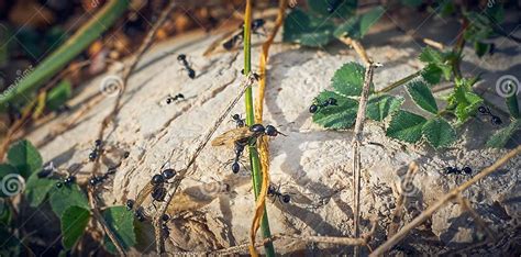 Black ants with wings stock photo. Image of closeup - 134808592