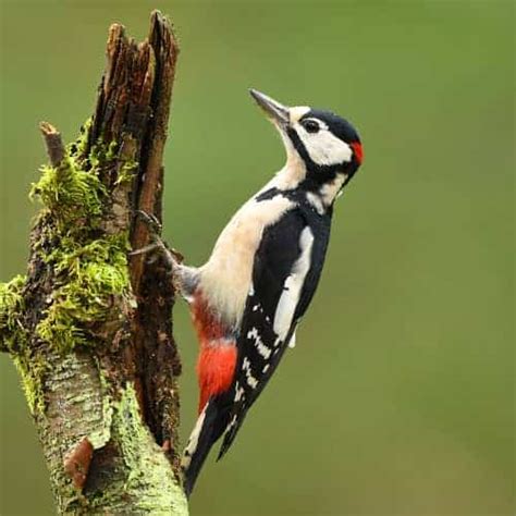 All about the Lesser spotted woodpecker - GardenBird