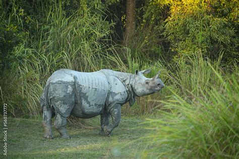 Endangered indian rhinoceros in the nature habitat of Kaziranga ...