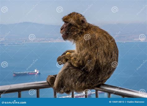 GIBRALTAR / GREAT BRITAIN - OCTOBER 09 2017: MONKEYS on TOP of the ROCK ...