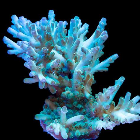 Tidal Gardens - Metallic Green Acropora echinata