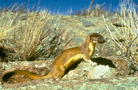 Long-tailed Weasel - Mustela frenata | Wildlife Journal Junior