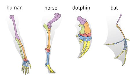 NCERT Class X Science Class: Chapter –9. Heredity and Evolution – Part 7- FlexiPrep