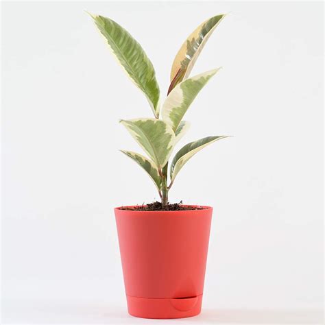 Rubber Plant Variegated, Air Purifying Plant - Online Plants & Flowers ...