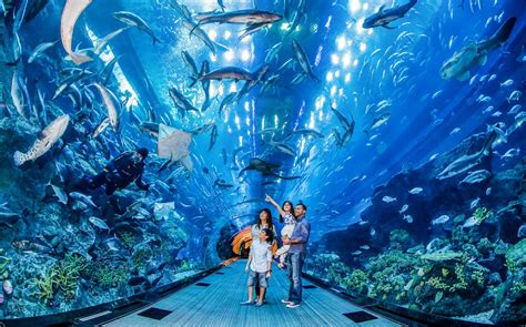 Dubai Aquarium Tickets | Save Big