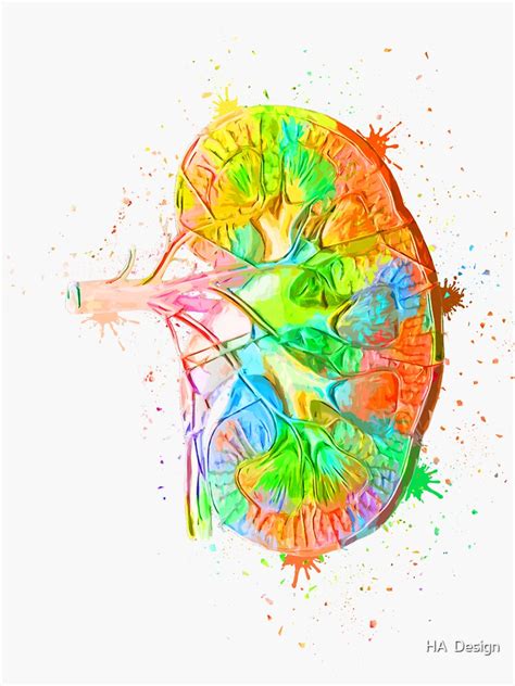 "Human Kidney Anatomy : Colorful anatomical Kidney in Watercolor and ink canva" Sticker for Sale ...