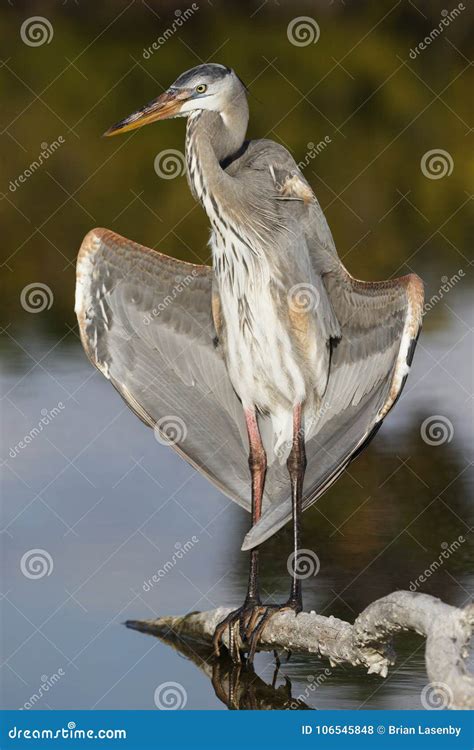 Great Blue Heron Opening Its Wings To the Sun - Estero Island, F Stock ...