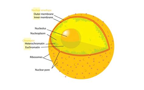 Nuclear Membrane (Nuclear Envelope) - Definition & Function