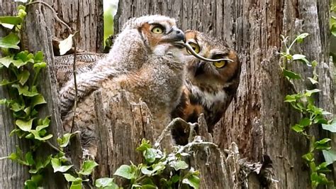 Baby owl eats live snake