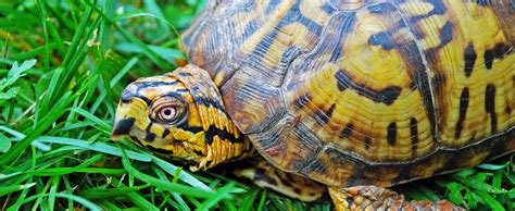 Eastern Box Turtle - Lehigh Valley Zoo