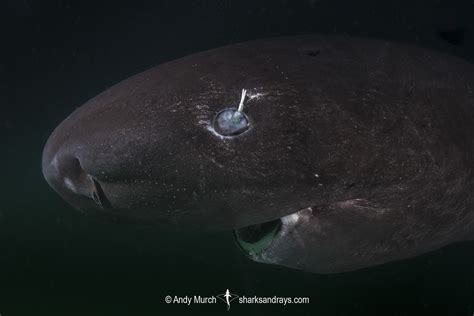 Pacific Sleeper Shark Teeth