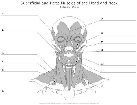 Blank Muscle Anatomy Worksheets