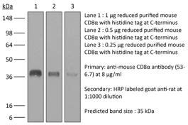 InVivoPlus anti-mouse CD8α (Clone: 53-6.7) | Bio X Cell