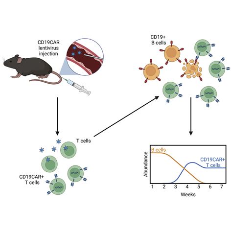 Selective B cell depletion upon intravenous infusion of replication-incompetent anti-CD19 CAR ...