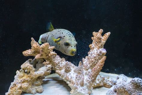 10 Popular Saltwater Puffer Fish Species - Build Your Aquarium