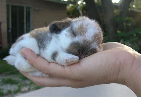 Holland Lop Baby Bunnies For Sale! | Cute baby bunnies, Baby animals, Cute baby animals