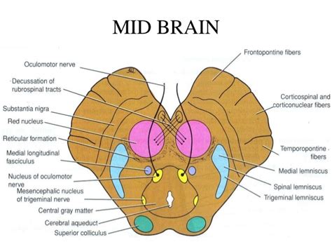 Neurovascular Medicine