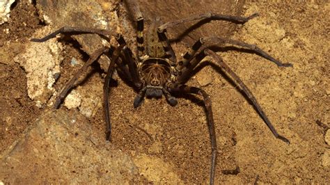 The world’s largest spider is the size of a dinner plate – The Muslim Times