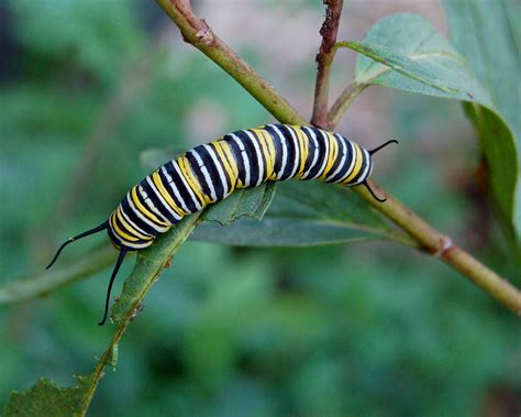File:Monarch Butterfly Danaus plexippus Caterpillar 2000px.jpg - Wikipedia