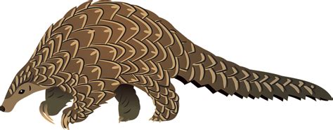 Giant Pangolin clipart. Free download transparent .PNG | Creazilla