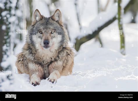 Gray wolf (Canis lupus) lies in the snow, captive, Germany Stock Photo ...