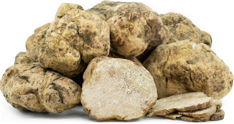 Italian White Winter Truffles Information, Recipes and Facts