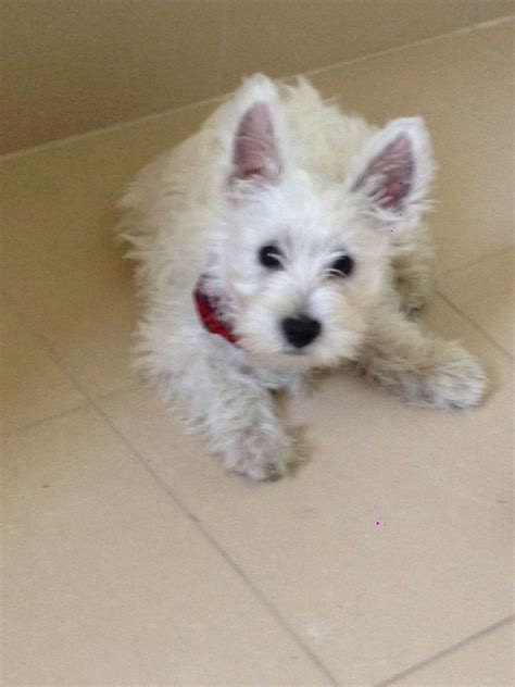 a small white dog laying on top of a tile floor next to a red object