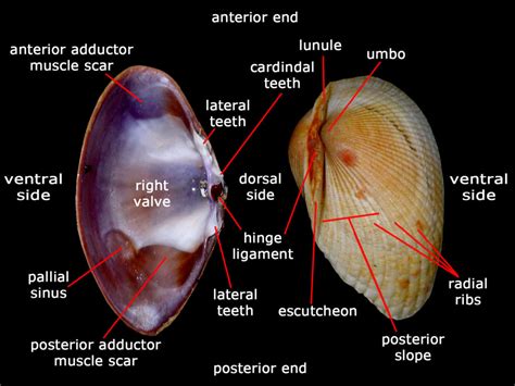 Clams Meaning In Urdu at Novella Martindale blog