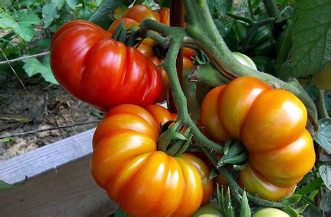 Growing Heirloom Tomato plant | How to grow Heirloom Tomatoes - Naturebring