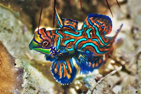 Mandarinfish Fish Breed Information and Pictures - PetGuide | PetGuide