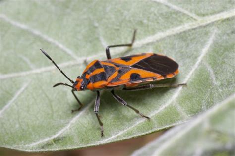 Milkweed Bug (Spilostethus sp)