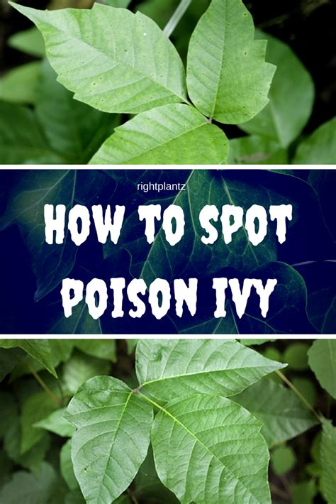 How To Recognize Poison Ivy : RightPlantz.com | Poison ivy plant ...