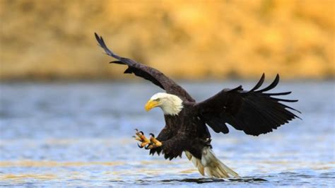 Bald Eagle Death Yields New Lifespan Record for America's National Animal | IFLScience