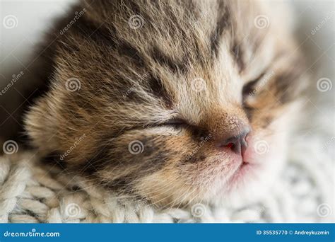 Newborn Sleeping Baby Kitten Stock Photo - Image of closeup, blind ...