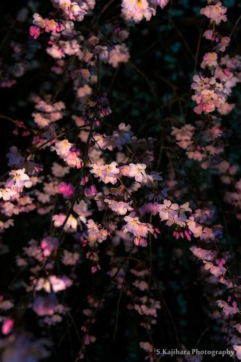 Cherry blossoms of a dark night | Spring aesthetic, Dark aesthetic ...