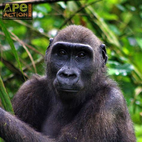 APE ACTION AFRICA - PASA