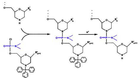 Morpholino History, Production, and Properties | Gene Tools, LLC