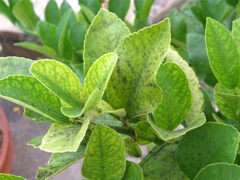 Diane's Texas Garden: Lemon Tree Fungus