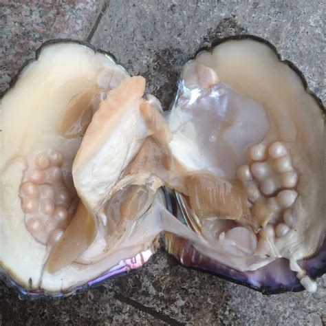 Big Oyster Pearls Monster Pearl Oyster Amazing Natural multi color Freshwater Pearl Oyster in ...