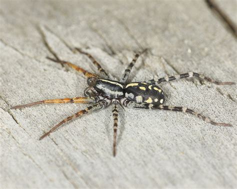 NZ Nature Photos | Hunters | Fleet-footed Spider