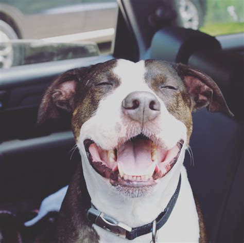 Pitbull smiles are the best smiles : r/pitbulls