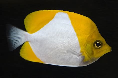 Reef Safe Butterflyfishes?