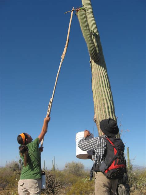 Saguaro Fruit Harvest Camp