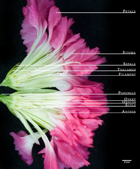 Flower Anatomy