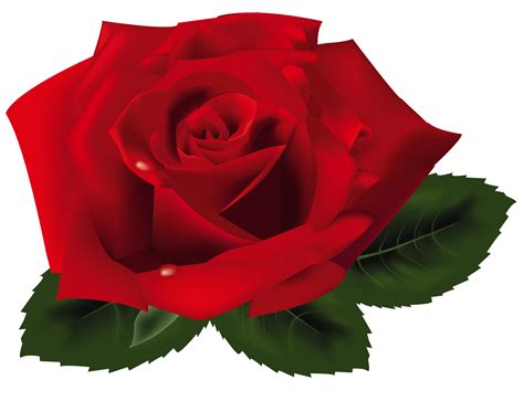 Free Png Rose - ClipArt Best