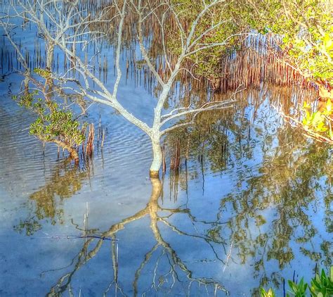 Mangroves, sea, tree, HD wallpaper | Peakpx