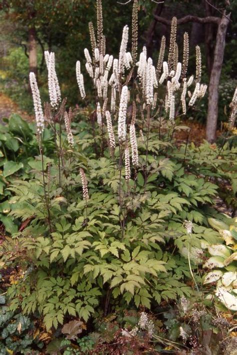 Bugbane Cimicifuga ramosa Atropurpurea from Growing Colors