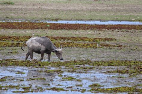 Premium Photo | Water buffalo lives in a swamp, nature background.