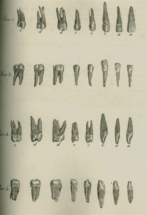 Ri Science — The Natural History of the Human Teeth by John...